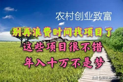 想在农村创业做什么呢？这四个稳妥的项目值得推荐-赚在家创业号