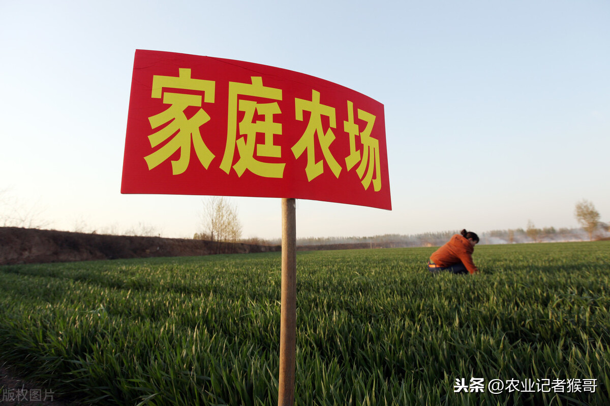 农业发展什么好项目？目前最有前景的种植业-赚在家创业号