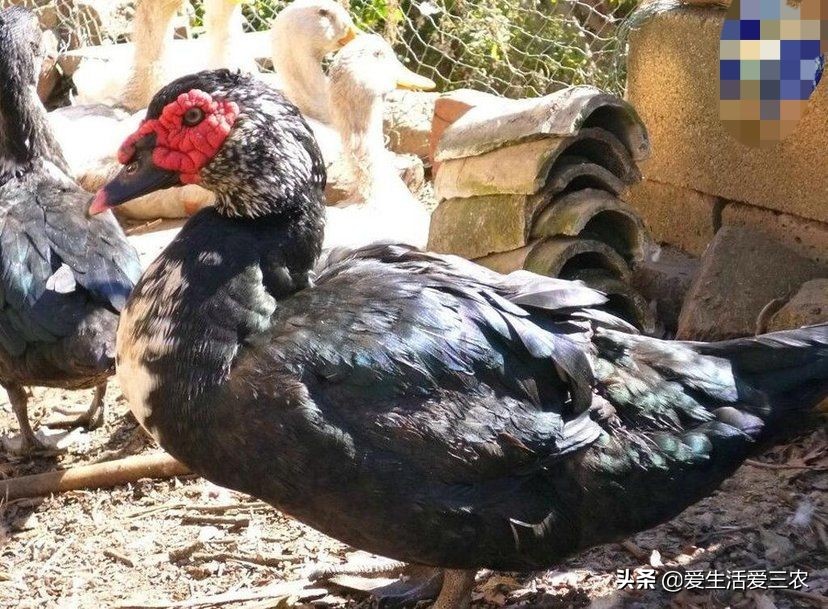 易游娱乐城- YY易游体育官方网站- 易游体育APP农村没本钱养什么好？