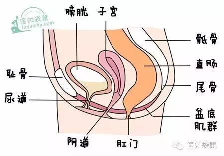 月子期间能做产后修复运动吗（产后修复的最佳时机和作用）-赚在家创业号