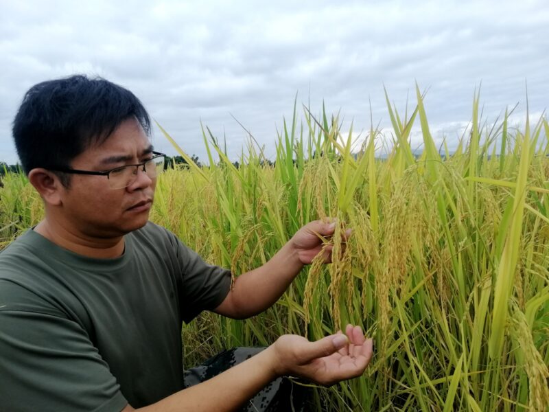 封开南丰镇：90后新农人回乡创业，1200亩水稻实现机械化种植-赚在家创业号