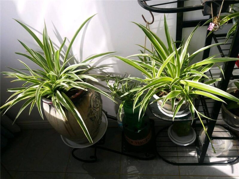 室内养什么植物好养活又好看（能净化空气的绿植）-赚在家创业号