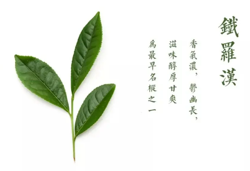 茶叶品牌排行榜前10名(乌龙十大名茶)-赚在家创业号