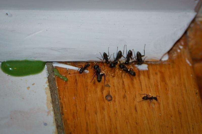 怎样消灭飞蚂蚁最有效-赚在家创业号
