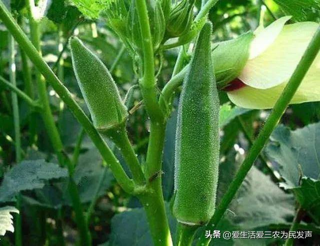 种植致富20个好项目（不愁销路的种植）-1