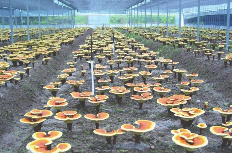种植致富20个好项目（不愁销路的种植）-1