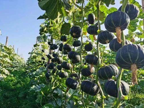 种植致富20个好项目（不愁销路的种植）-1