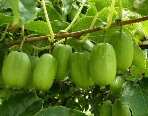 种植致富20个好项目（不愁销路的种植）-1