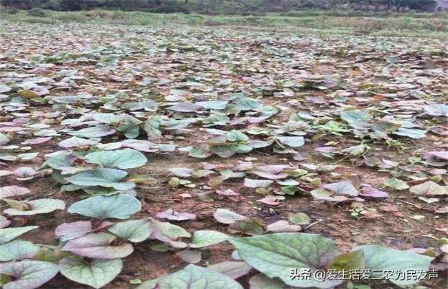 种植致富20个好项目（不愁销路的种植）-1