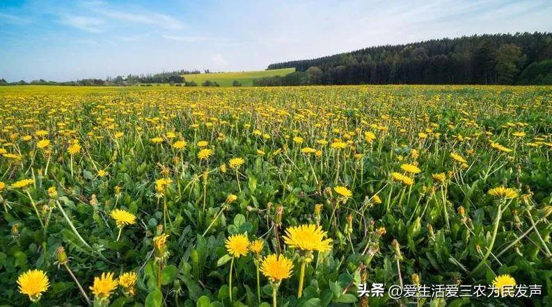 种植致富20个好项目（不愁销路的种植）-1
