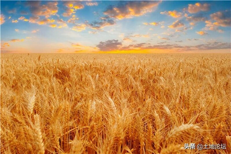 小麦什么时候收割(中国小麦收割顺序)-赚在家创业号