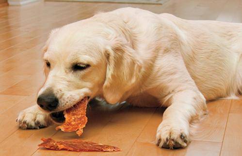 狗吃什么食物-赚在家创业号