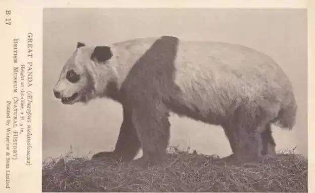大熊猫为什么被视为中国的国宝-赚在家创业号
