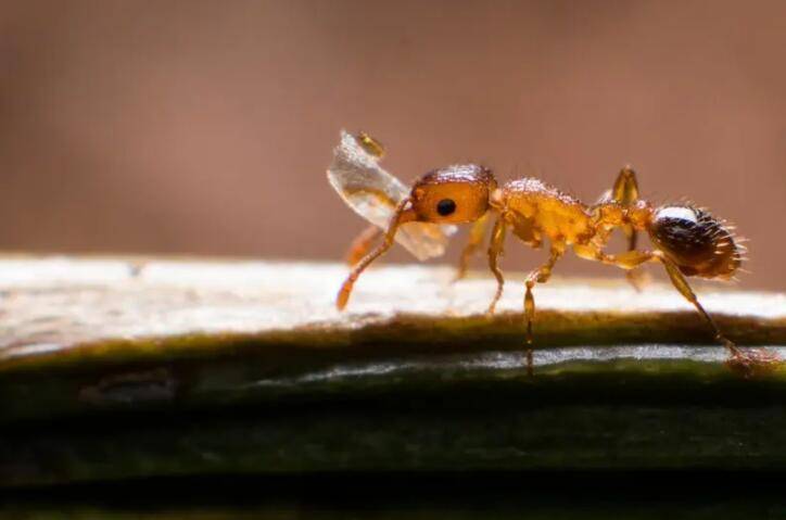 小黄蚂蚁彻底清除的方法-赚在家创业号