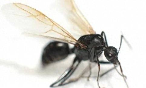 白蚁和飞蚁是一个东西吗?白蚁和飞蚁的区别-赚在家创业号