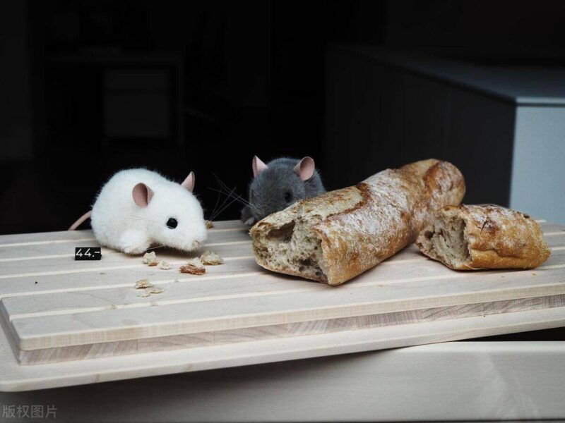 老鼠喜欢吃什么食物-赚在家创业号