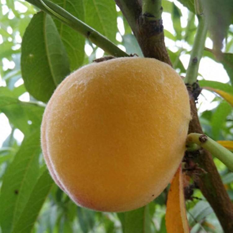 黄金蜜黄桃有哪些优良品种?黄桃最优良品种-赚在家创业号