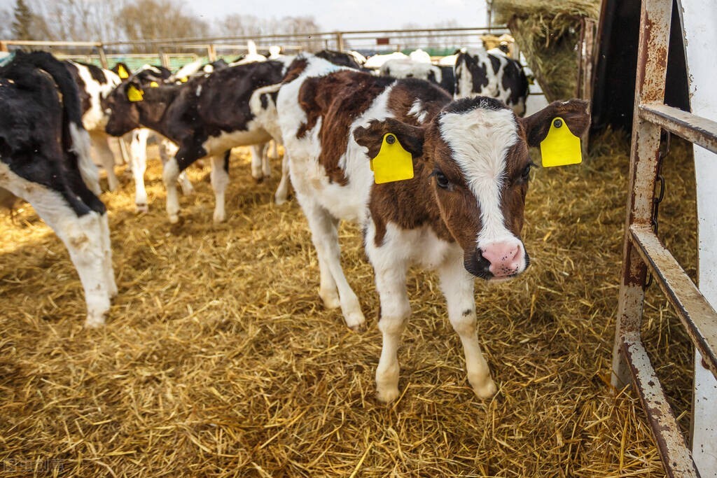 2022年养殖风暴再度刮起!有3类人爆赚,还有3类人将被一刀切