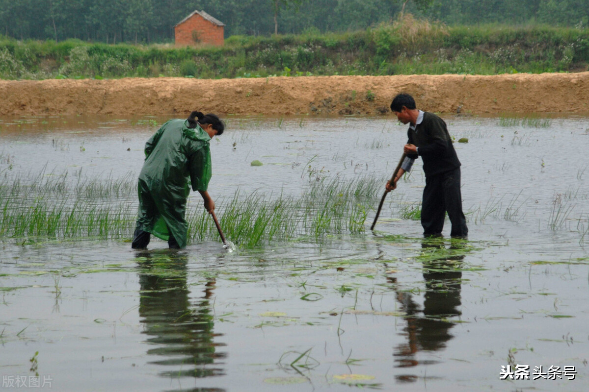 农村快速致富项目,操作容易,很有前景