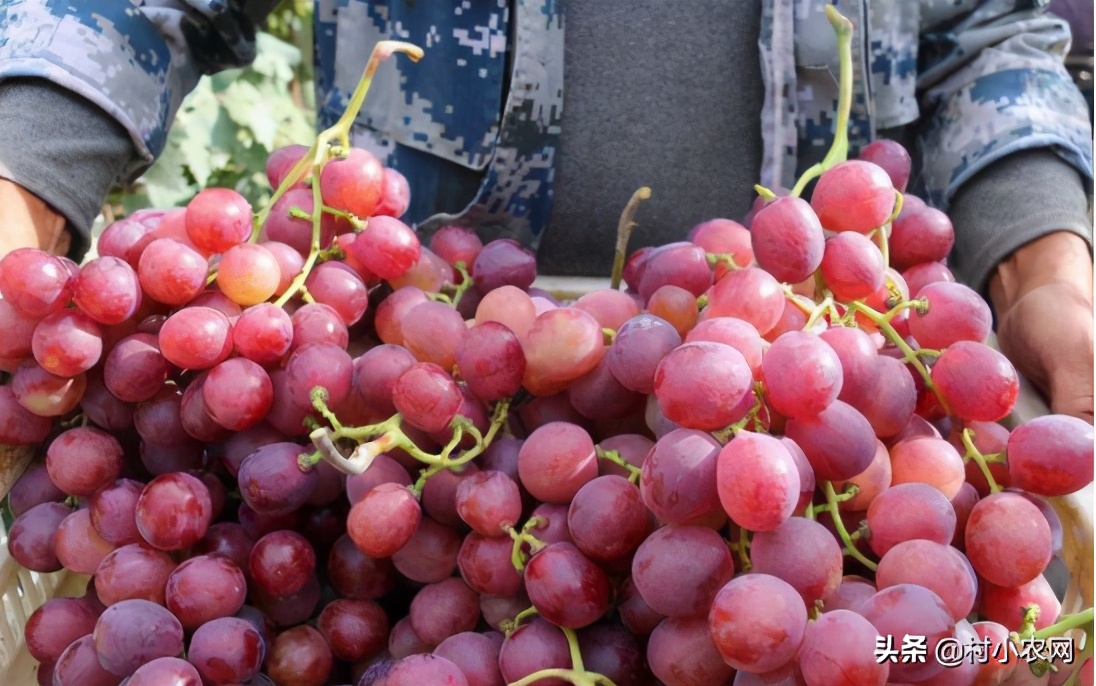 现在农村种什么前景好?这6个种植赚钱项目,很适合你在农村创业