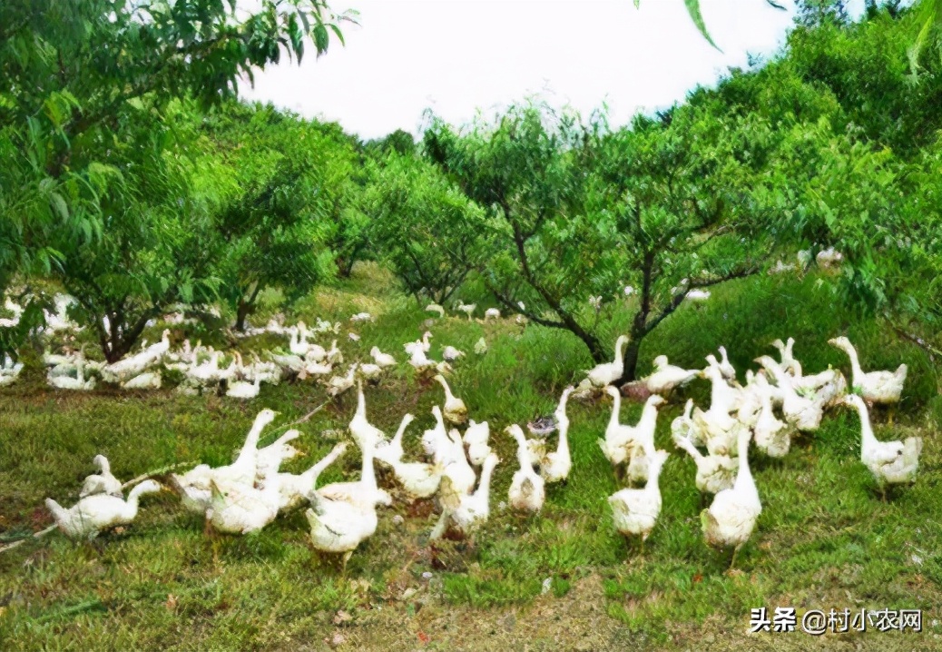 2021年农村创业,种植养殖啥能致富?这10个项目不比打工差