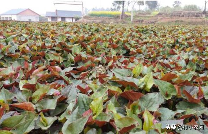 现在农村种什么前景好?这6个种植赚钱项目,很适合你在农村创业