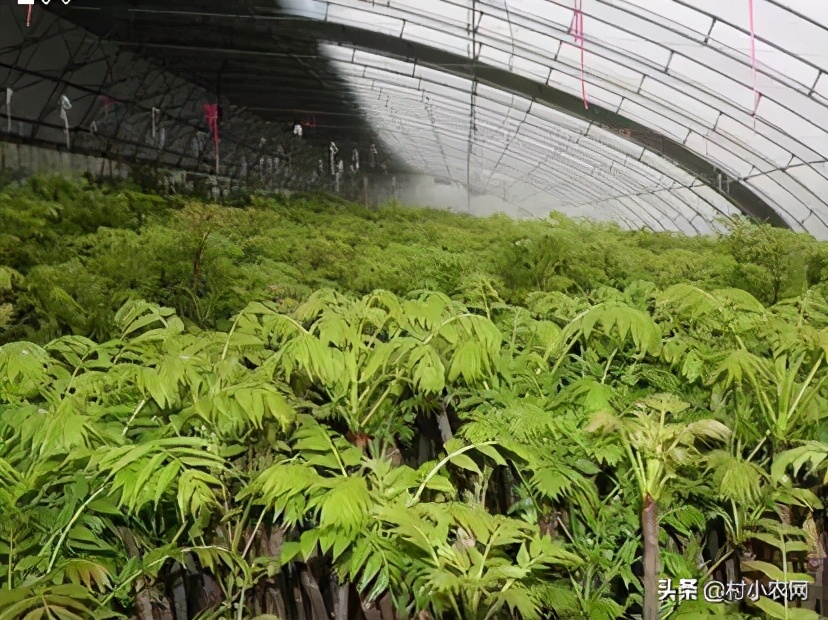 2021年农村创业,种植养殖啥能致富?这10个项目不比打工差