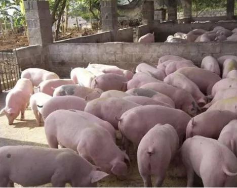 对于农村人来说,未来几年最适合做什么投资呢?