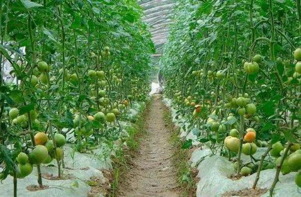 你真的能改变生活吗?农村人的致富方法其实是可以复制的