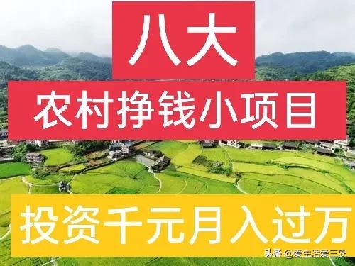 农业小项目,也能挣大钱,这些偏门小生意原来真的很挣钱!