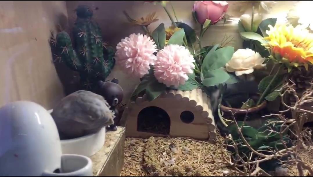 小美女客厅养一窝宠物鸡一天捡蛋七八个，体重只有50克，大有可为