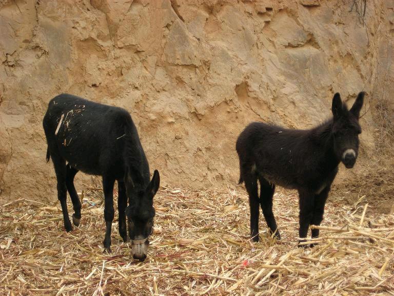 农村三个走上致富的养殖项目,投入成本少,很适合穷人创业