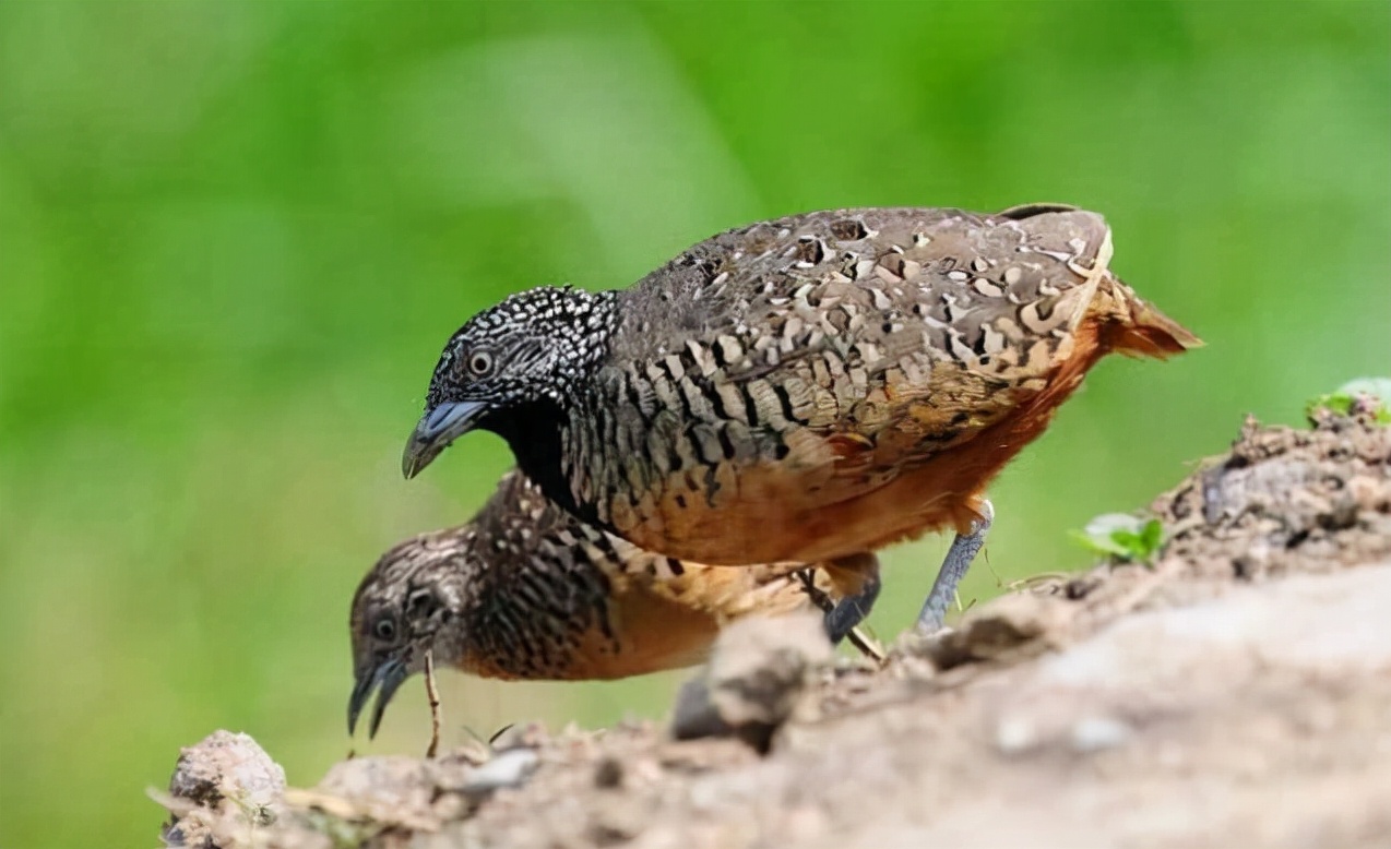 小美女客厅养一窝宠物鸡一天捡蛋七八个，体重只有50克，大有可为