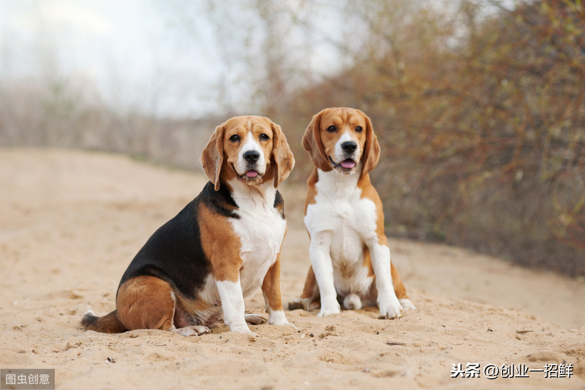 一条狗引来了15个小本创业项目,干好哪一个都能致富