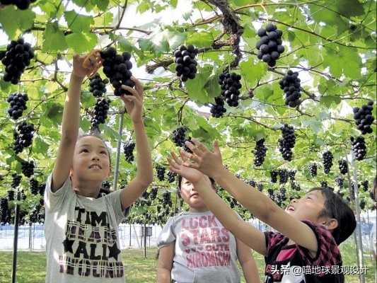 30个美丽乡村盈利项目推荐