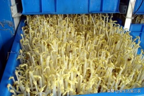 不需要技术、不需要很多本钱的农村项目有哪些?