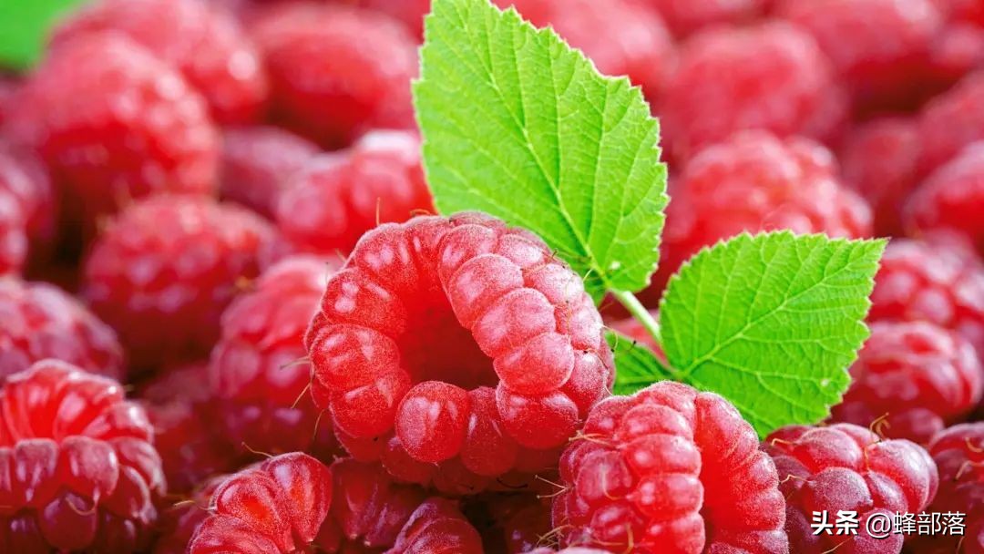 2021年农村发展,这些项目投资不多利润高,管理好赚50万是可能的