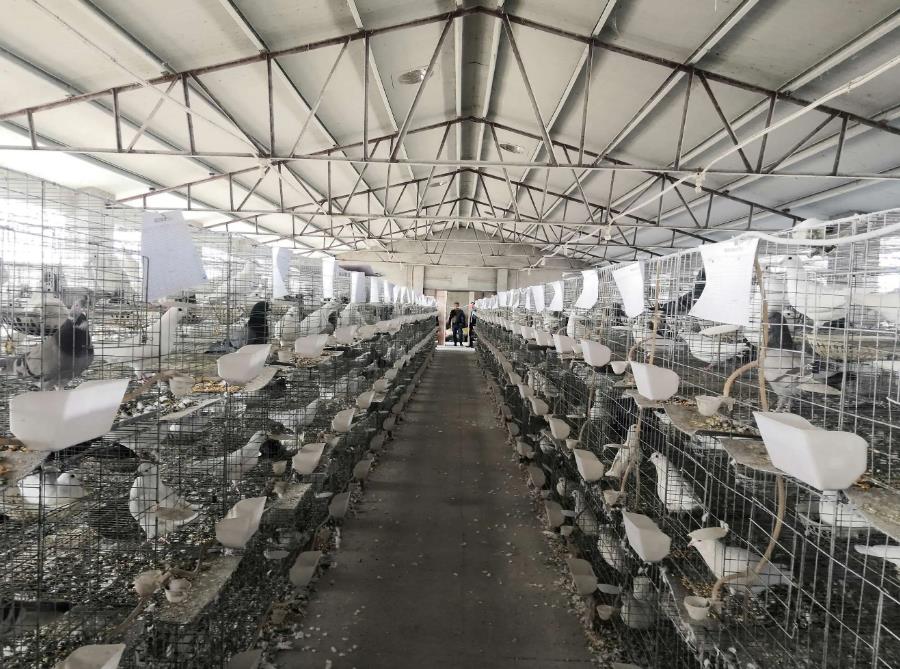 年轻人返乡创业做什么好?靠这几个发家致富,实现创业梦