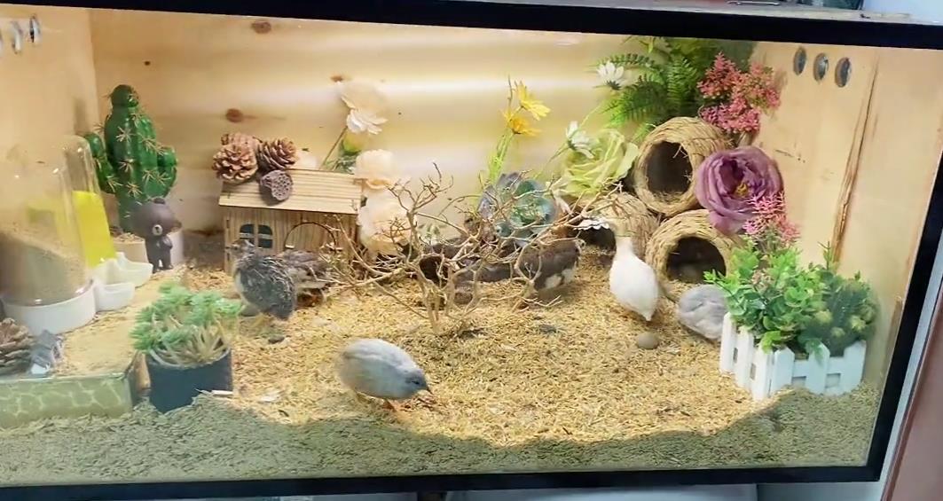 小美女客厅养一窝宠物鸡一天捡蛋七八个，体重只有50克，大有可为