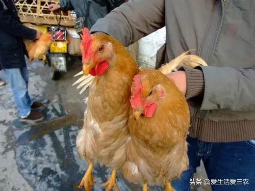 小生意赚大钱,你想不到的这些小生意,也能赚大钱