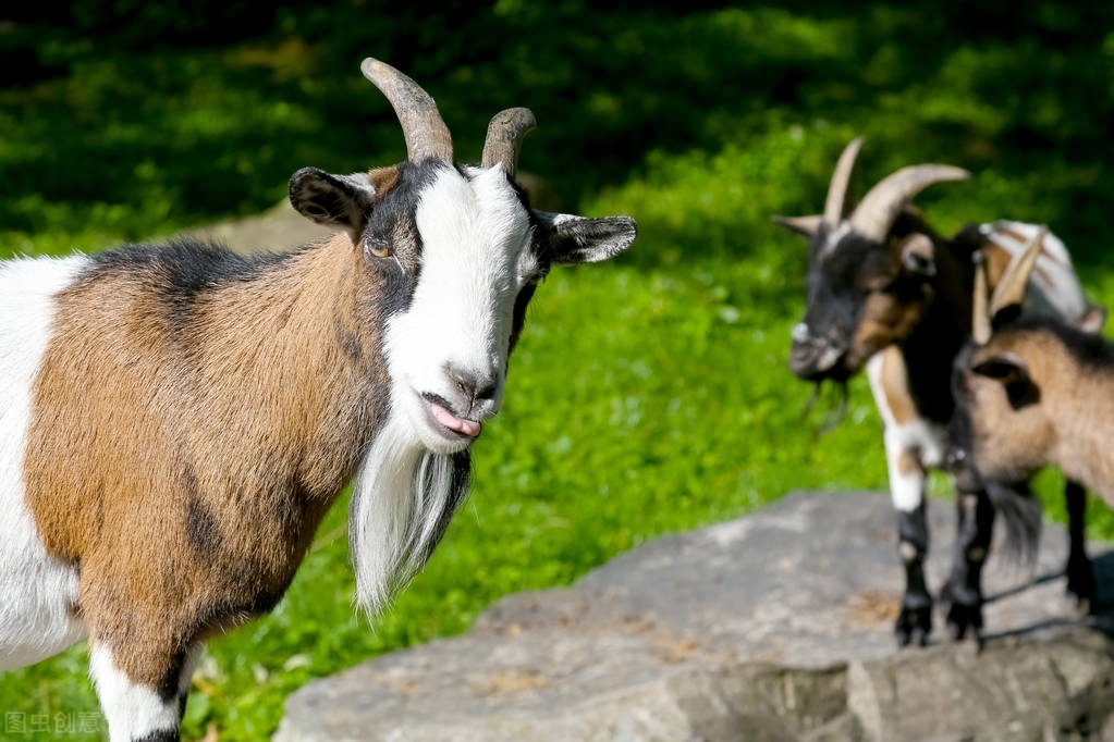 农村这“4个行业”，市场潜力大，适合年轻人创业