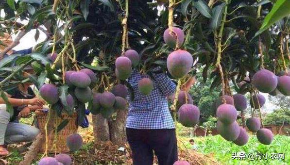 农村创业种啥养啥赚钱快?这22个农村创业项目,总有1个适合你