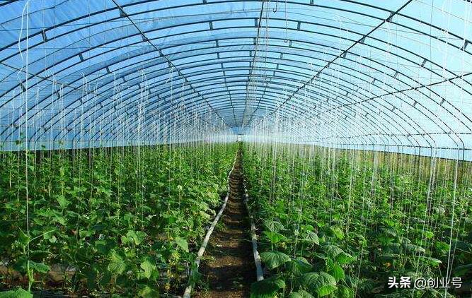 创业小项目投资小见效快,适合农村的创业好项目