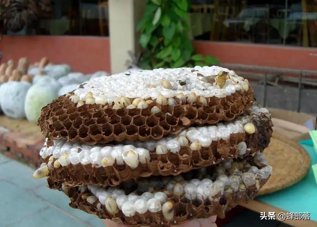 在农村这10个项目适合农民干，发展前景好，看看你适合哪个？