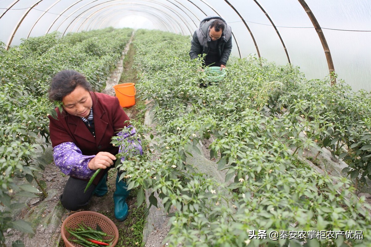 能让农民快速发财致富的八大行业，有哪些呢？