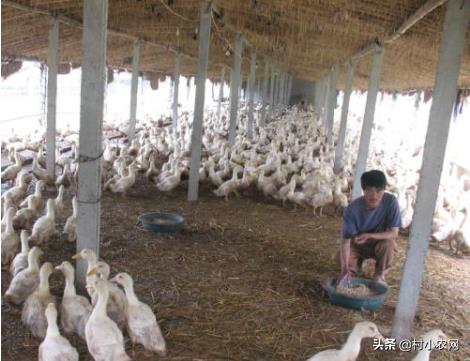 在农村创业,养殖啥投资小赚钱多?这6个项目搞好了就能多赚钱