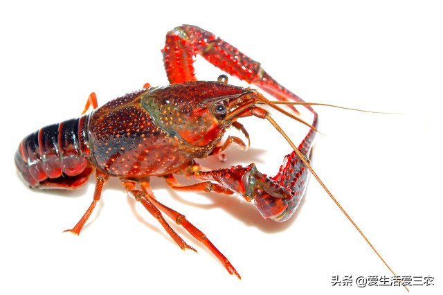 这些农村小本项目，一样也可赚大钱，建议收藏