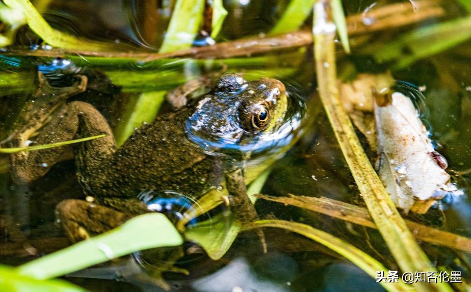 现在养什么销路好?这3个养殖项目不仅成本低,而且有“钱”途