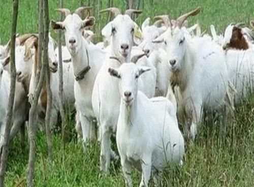 哪些农村人在闷声发大财?这五个项目别小瞧,都是能赚大钱的