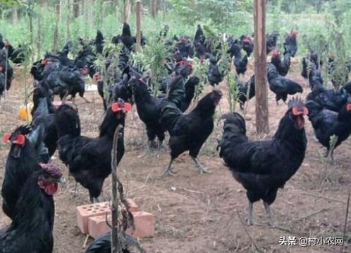 农村创业种啥养啥赚钱快?这22个农村创业项目,总有1个适合你